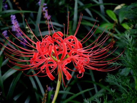 彼岸花 開花|彼岸花（ヒガンバナ）とは ＜花言葉・由来・開花時期などを紹。